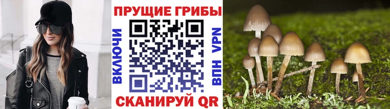 Купить закладки  Невинномысск  Псилоцибиновые грибы Psilocybine cubensis 